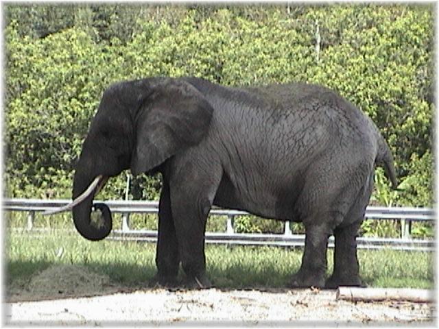 AFRICAN ELEPHANT 0130